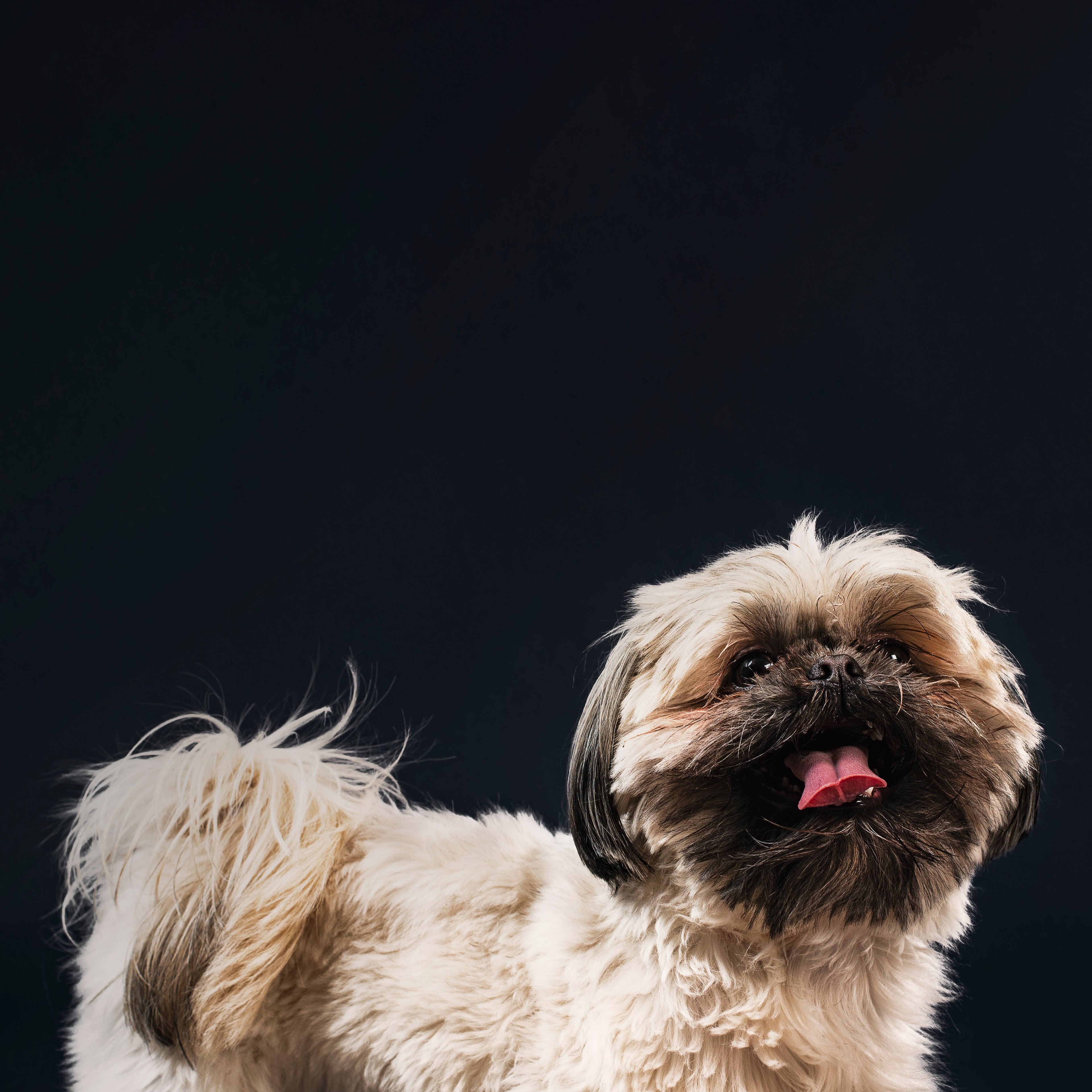 Produtos para Cães