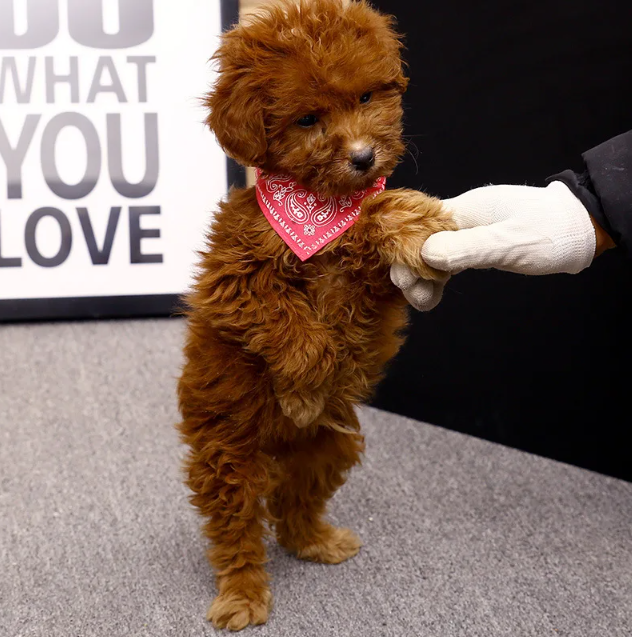 Coleira Tribal para Cães com Lenço